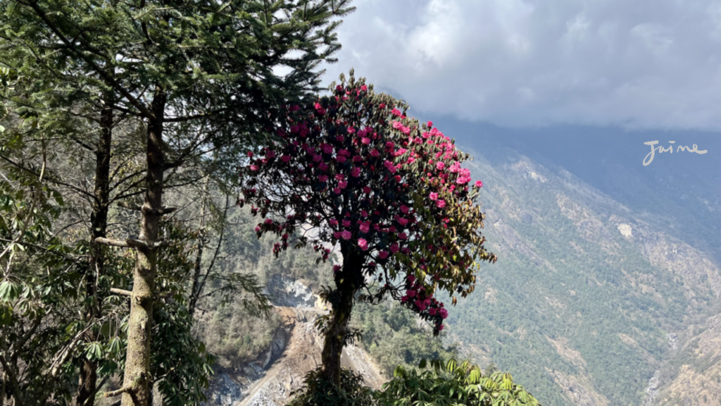 喜馬拉雅高山杜鵑